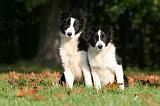 BORDER COLLIE 1324
